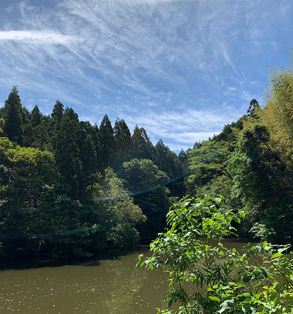 こだまの池